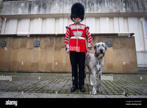 The Irish Guards' new canine regimental mascot, an Irish wolfhound ...