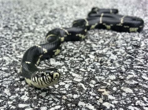 Eastern Kingsnake Facts Diet Habitat And Pictures On Animaliabio