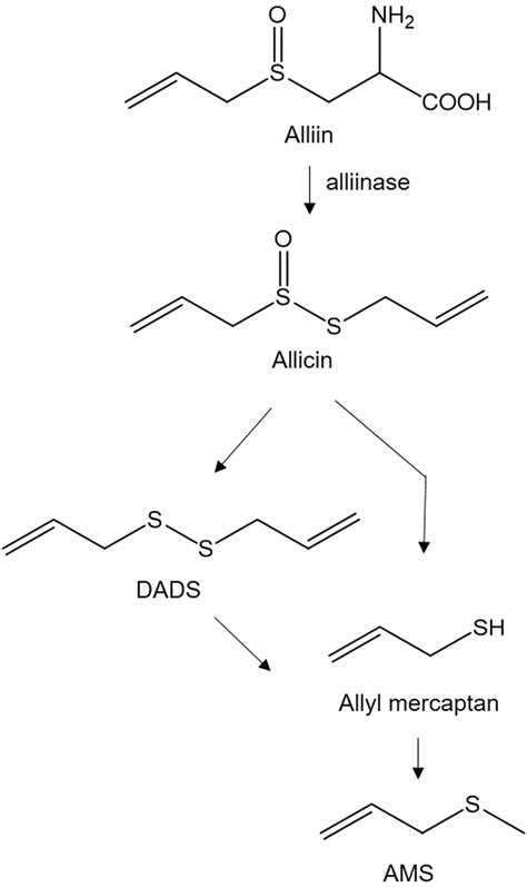 Possible metabolic pathway for the synthesis of AMS from alliin via ...