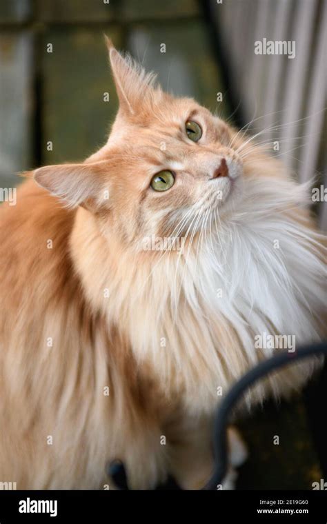 Fluffy Maine Coon cat Stock Photo - Alamy