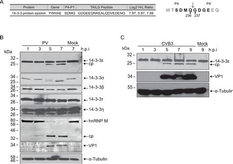 Cleavage Of By The Enteroviral C Protease Dampens Rig I