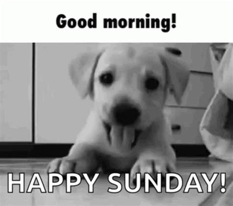 Happy Sunday Morning Gifs Gifdb