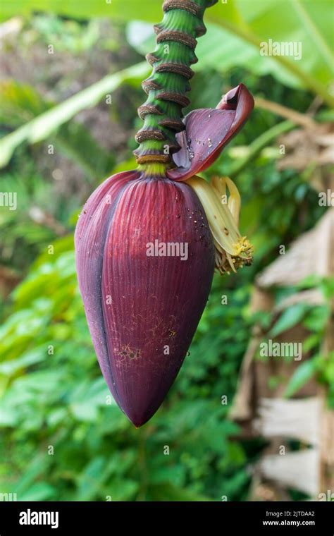 The flower of the Banana tree Stock Photo - Alamy