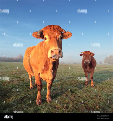 cow and calf Stock Photo - Alamy