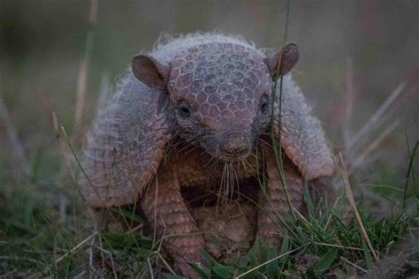 ¿qué Significa Soñar Con Armadillos Descúbrelo En El Diccionario De Los Sueños