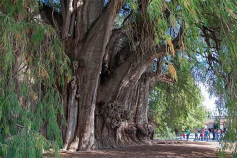 En Dónde Crecen Los Ahuehuetes Lugares Y Características