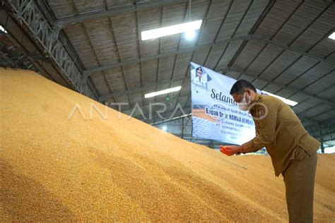 Target Produksi Jagung Gorontalo Antara Foto