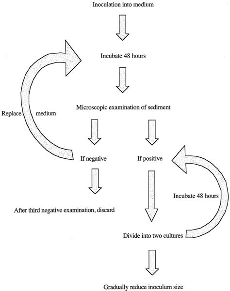 Trichomonas Hominis Life Cycle