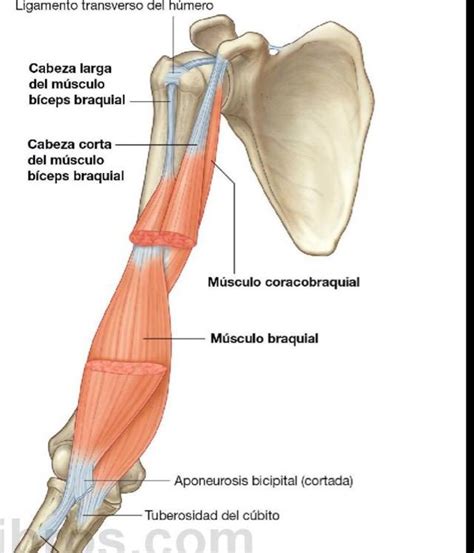 Palpaci N De La Cabeza Lateral Del Tr Ceps