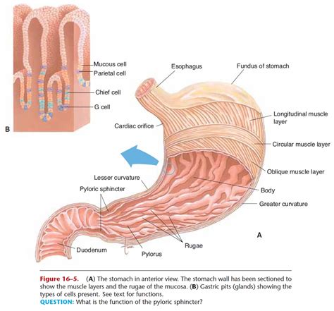 Pyloric Sphincter Function