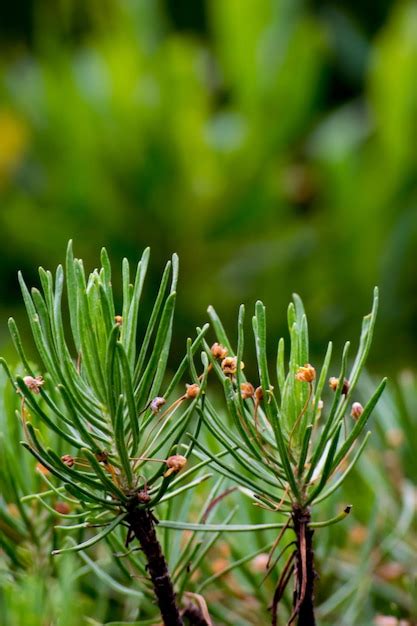 Premium Photo | Picture of mountain plants, plant leaves and mountain flowers