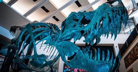 La Increíble Historia Detrás Del Tyrannosaurus Rex Récord De Usd 32 Millones Paleontólogos