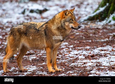 European Gray Wolf Canis Lupus Lupus Standing In Winter Side View