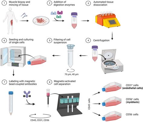 Frontiers Efficient Co Isolation Of Microvascular Endothelial Cells