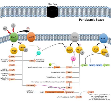 The Regulatory Pathway Of Lipopolysaccharide In Enterobacteriaceae The