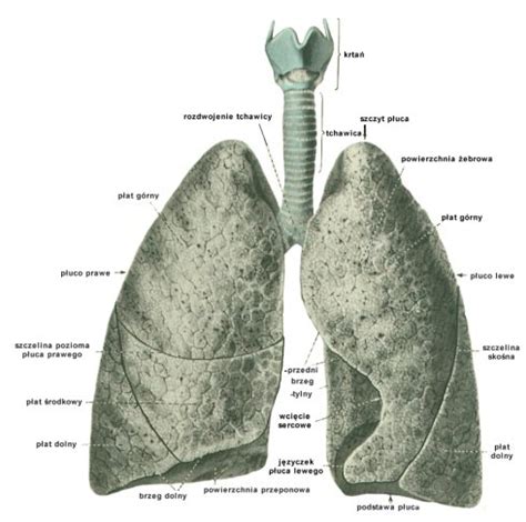 Krematorium ciała – płuca (część I) – Mr Guru Limited