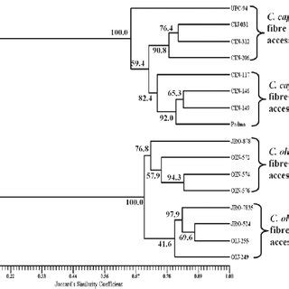 UPGMA Dendrogram Showing Clustering Pattern Of C Capsularis And C