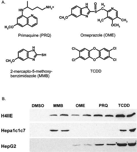 Figure 1 From Different Structural Requirements Of The Ligand Binding