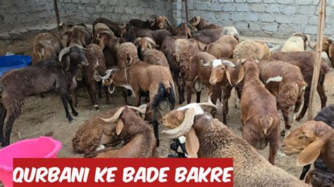 Qurbani Ke Bade Bakre Available In Barkas Salalah Kothapet Sindhnoor