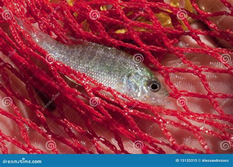 Pumpkinseed fish stock image. Image of centrarchidae - 15135315