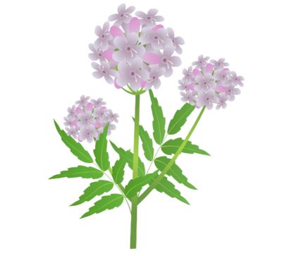 Valeriana Per Ansia E Rimedi Naturali