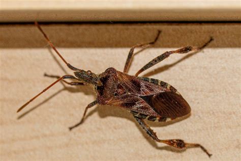Stink Bugs Coming To Illinois: How To Keep Them Out Of Your Home