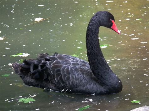 Aprende Todo Sobre El Cygnus Atratus El Cisne Negro