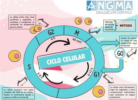 Ciclo Celular Ciclo Celular Biolog A Celular Metodos De Aprendizaje