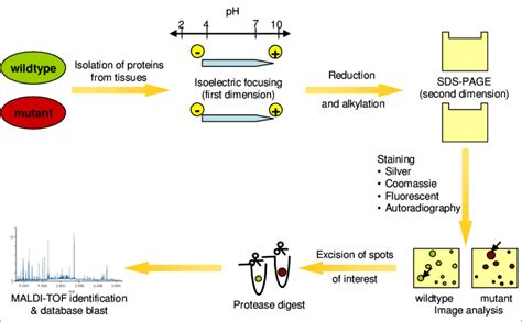 A Scheme Showing The 2d Gelelectrophesis Based Proteomics Approach Download Scientific Diagram