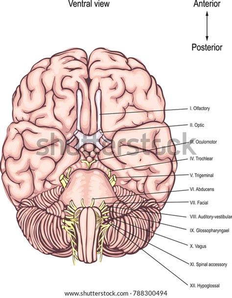 Cranial Nerves Twelve Pairs Cranial Nerves Stock Vector Royalty Free