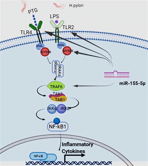 A Schematic Depiction Of MiR 155 5ps Interaction With Toll Like