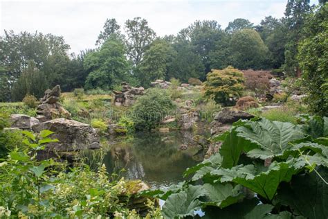 Pool in Rock Garden with Gunnera Stock Image - Image of vibrant, green ...