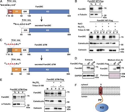 Proteolytic Processing Of Secretory Pathway Kinase Fam20C By Site 1