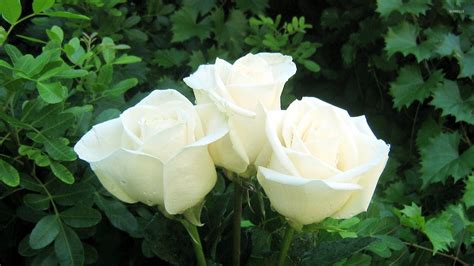 White Rose Bouquet wallpaper - Flower wallpapers - #157