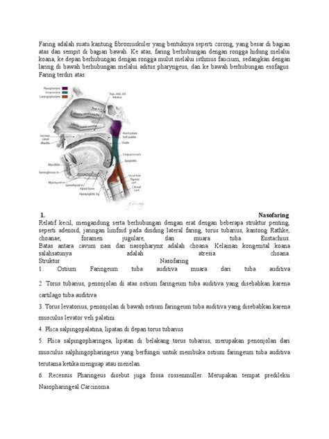 Anatomi Faring | PDF