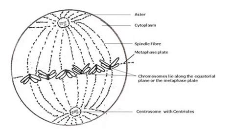 Draw a labelled diagram to show the metaphase stage of mitosis in an ...