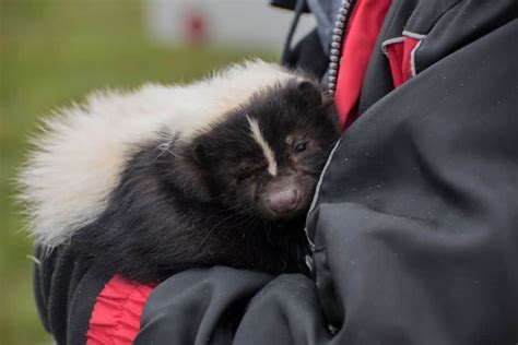 Do Skunks Make Good Pets? | Critters Aplenty