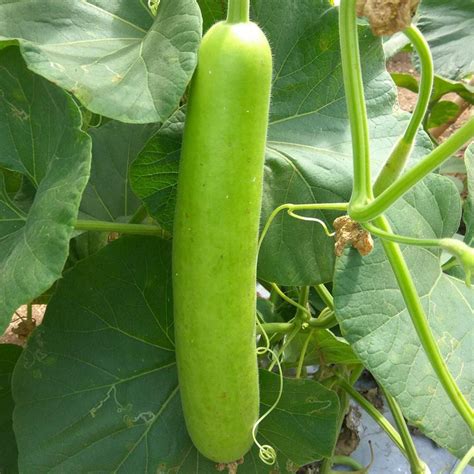 Buy Vegetable Seeds Online Bottle Gourd Loki Ghia Long Seeds Vedonic