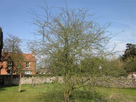 Spindle - Tree Guide UK - Spindle tree identification