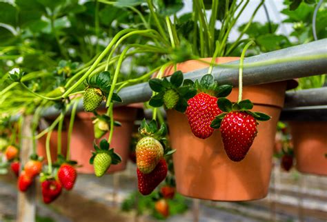 Growing Strawberries Indoors Tips And Enjoy The Sweet Taste