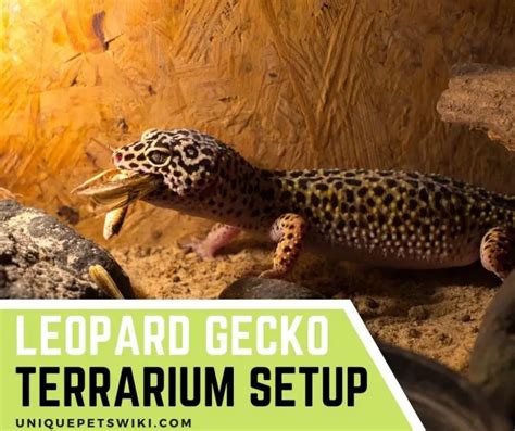 Leopard Gecko Terrarium Setup: The Most Detailed Instructions