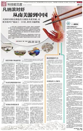 凡纳滨对虾 从南美游到中国·南方日报数字报·南网