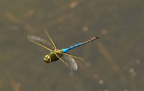 Green Darner Dragonfly