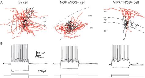 Synthesis of nitric oxide and transduction cascades. Neuronal nitric ...