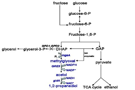 Pathway Showing The Formation Of Propane Diol By Dm Glda Gre