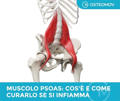 Muscolo Psoas Cos E Come Curarlo Se Si Infiamma Osteopata Roma