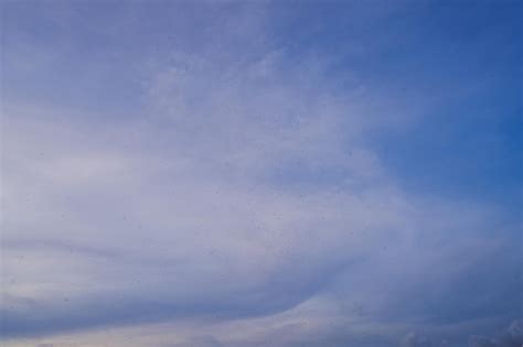 Premium Photo Swarm Of Gnats Lots Of Mosquitoes And Flies On Blue Sky