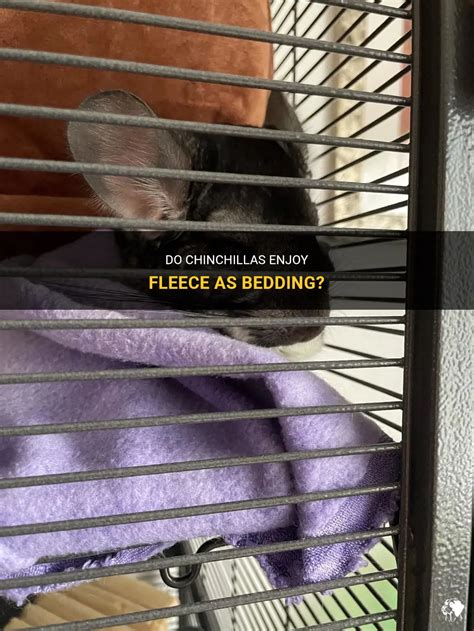 Do Chinchillas Enjoy Fleece As Bedding Petshun