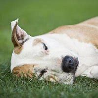 Canine Rickets Symptoms (with Pictures) | eHow