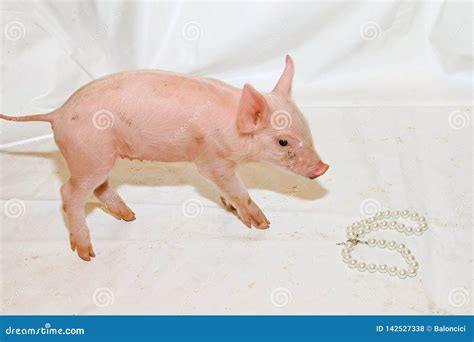 Pearls before Swine stock photo. Image of mammal, suckling - 142527338